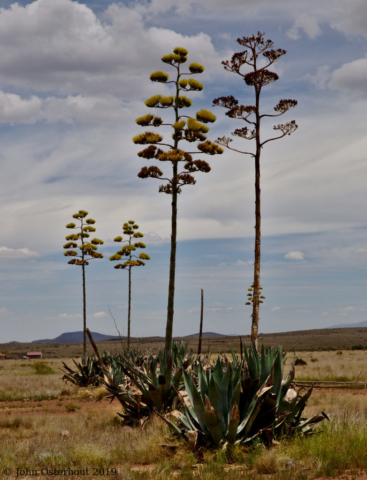 Four Century plants against a cloudy sky.